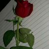 birkarolllllll_