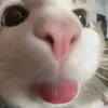 mingyumuffin