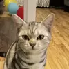 kittyloverx1x