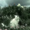 user78pv
