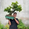 bảy thảo 368.368