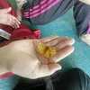 call.me_habibi