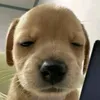 kudo_sikibidi40