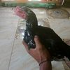 royhan.kalem