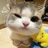 cat18nov