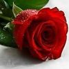 zahrat.loots.razi