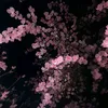user8277218180812