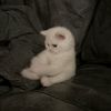 ysra_2025