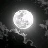 _dina_wael_