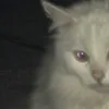 ᵥₕₛₗᵥᵣ