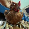 soychicken8