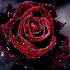 user2440024468055
