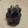 honey06233