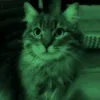 onichan_v2.0