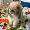 gnocchi & hannah