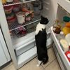 meowskibidifortnitelover