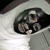 glxy4aa