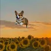 Omachi iu corgi 🐶💙