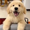 Petlovertales