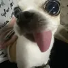 user_schy.7