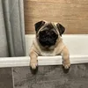 mops694