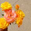user2805177125697