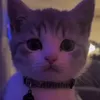 skeecs