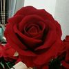 user27443811961568