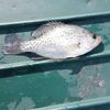singerfishing_