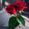 mohsinlover523