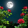 wakeel0028