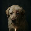 Sad dogs
