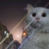 anwar__.26