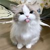 miau miau🐱