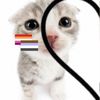 mystery_kitty3