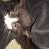 silvia.cat6