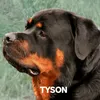 jerzy.tyson0