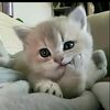 mut_167