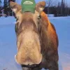 swagmoose.com