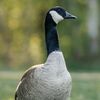 mrgoose67