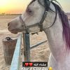 abdulla.abdulla6134