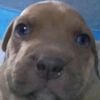 elperrito4372wazaa