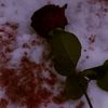 eucaris_matos