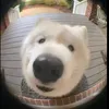 lu_daynek