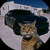 mynor_68
