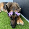 LindaLooTheRescue