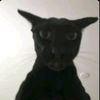 mormorcatmormorcatmormor