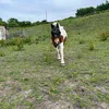 jigsawret