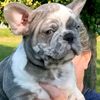 adorable.frenchie79