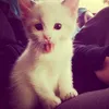 lilms.mika